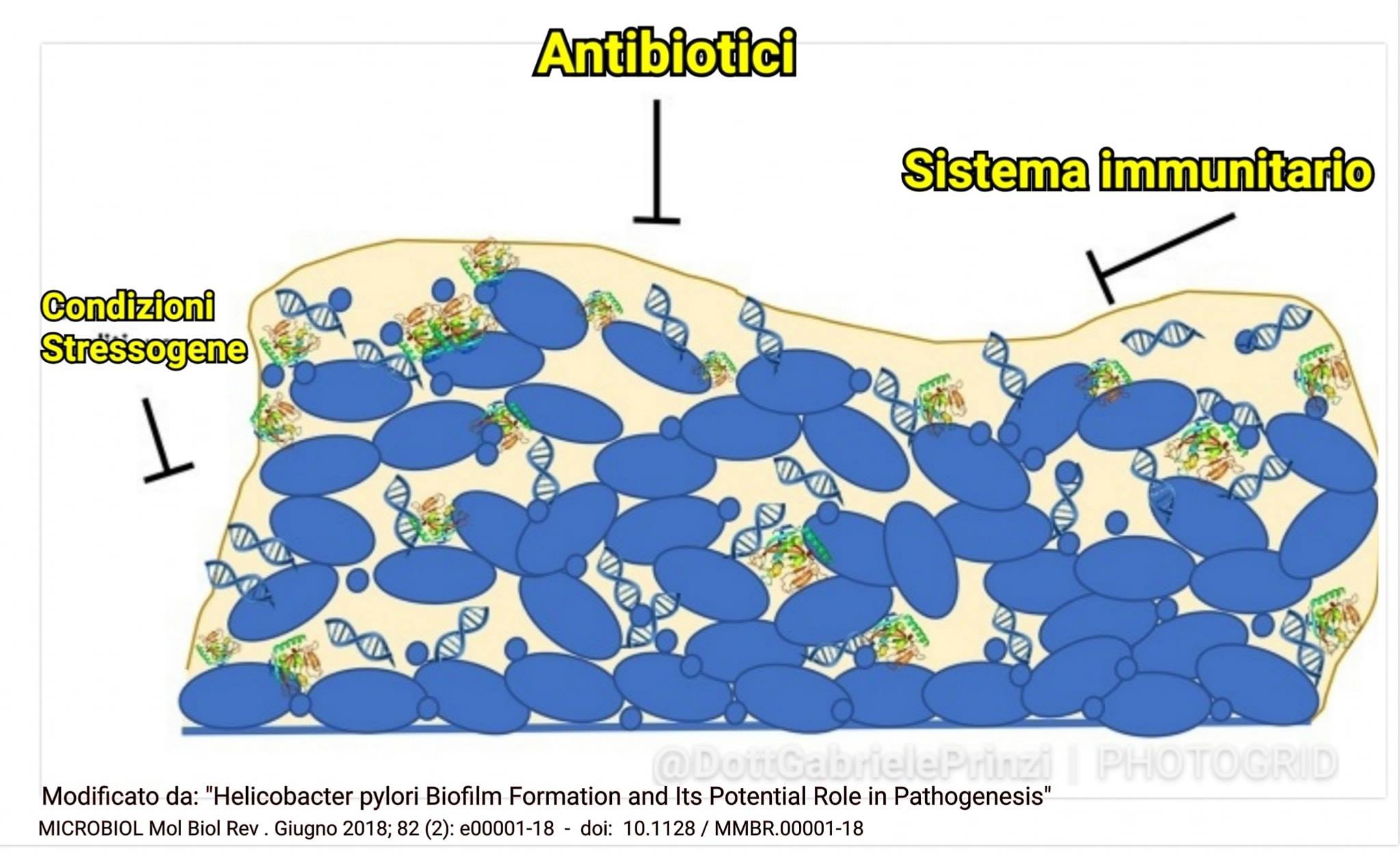 L'Helicobacter Pylori resiste alle terapie antibiotiche? Ecco il perché.